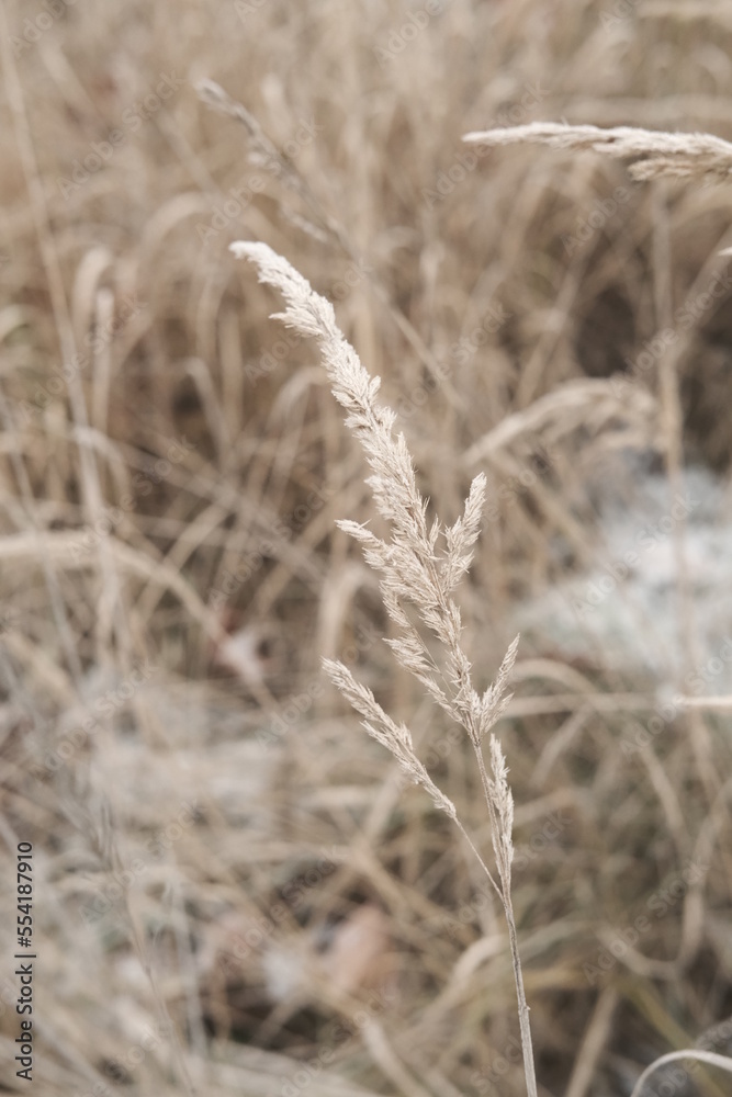 Fototapeta premium Winter attribute, frost and snow on the nature park