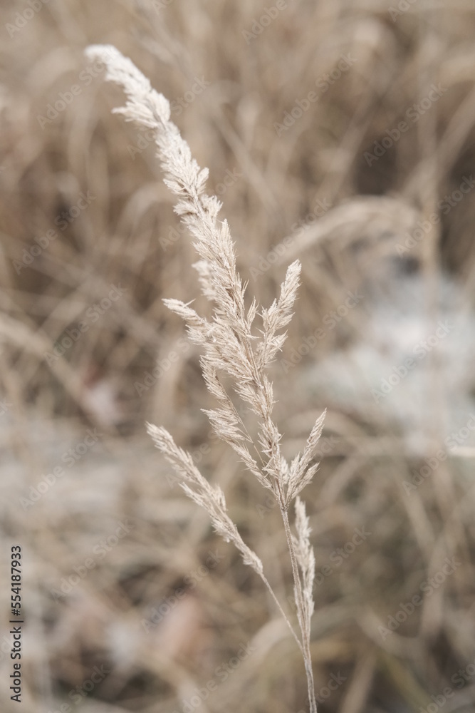 Fototapeta premium Winter attribute, frost and snow on the nature park