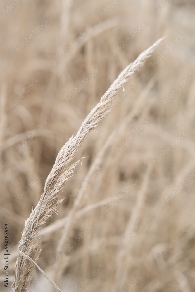 Fototapeta premium Winter attribute, frost and snow on the nature park