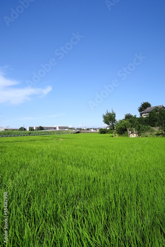 梅雨の晴れ間の近郊の青田風景