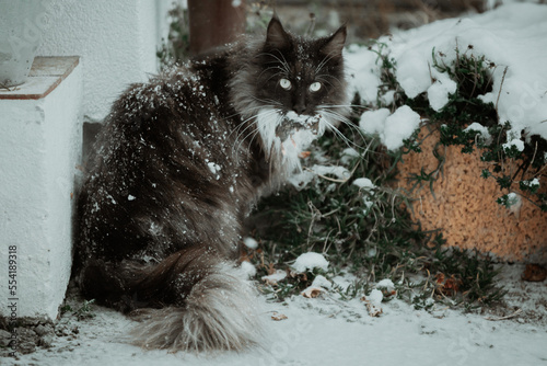 Main Coon Cat and Mouse in winter in snow