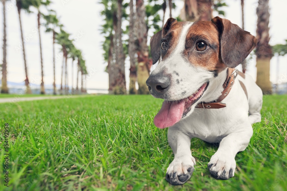 Young cute dog Puppy pet Laying on Grass. Young cute dog Puppy pet Laying on Grass.