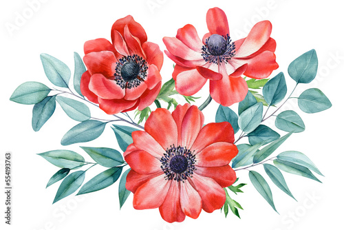 Beautiful delicate red flowers. Watercolor illustrations of anemone flowers, eucalyptus leaves. Floral painting