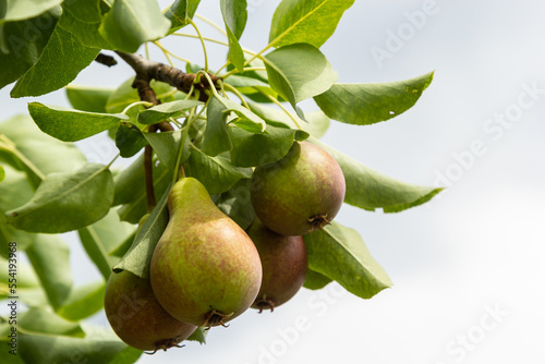 A bunch of pears in the tree. Benefits of pears. Blue sky Background.