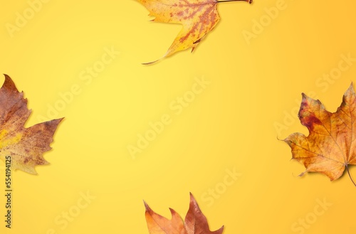 Autumn composition of dry fall leaves.