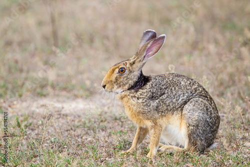 Black-naped hare resting on the shade of a tree in Yala, Sri Lanka