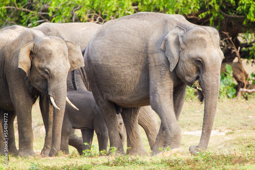 Asian elephant family group with young elephants in the middle approach a waterhole to cool off in the water 