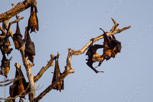 India flying Fox hanging from a dead branch in Yala, Sri Lanka	