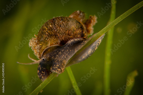 Schnecke unter Wasser