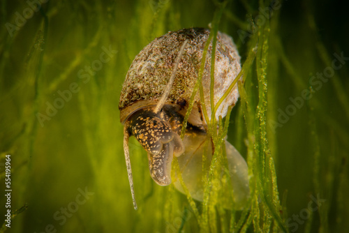 Schnecke im See
