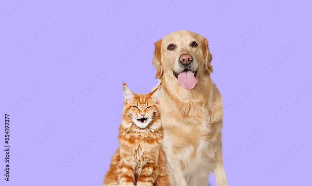 Fototapeta premium Cute domestic cat and dog pets