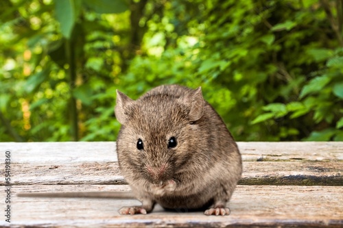 Small house mice or rat on background