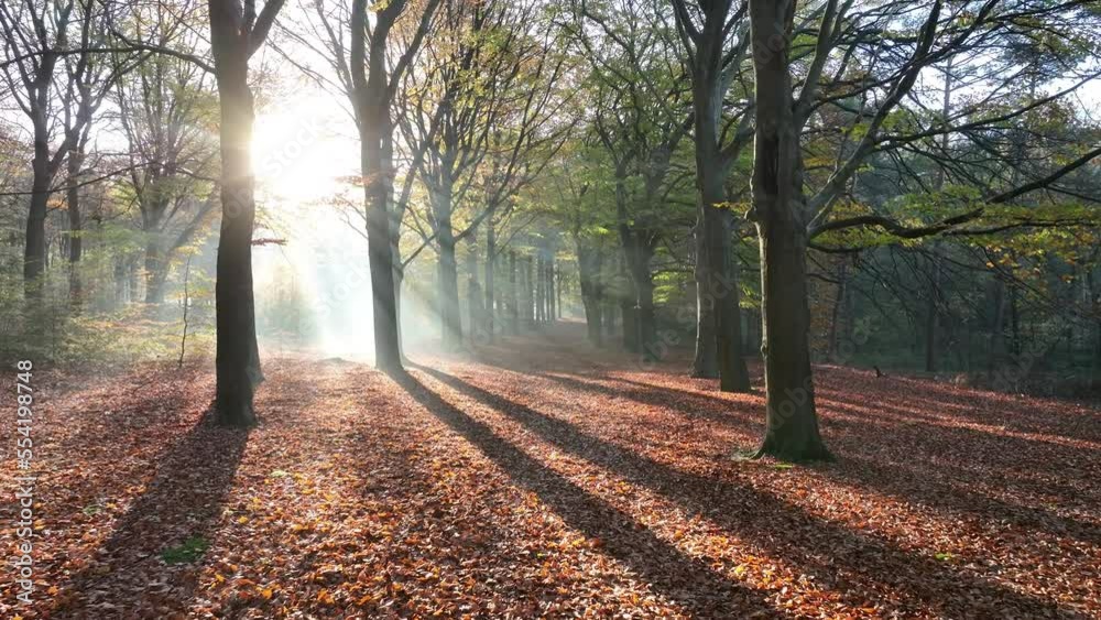 Cinematic aerial video of path through a forest with fog and light rays during morning golden hour with beautiful fall colours