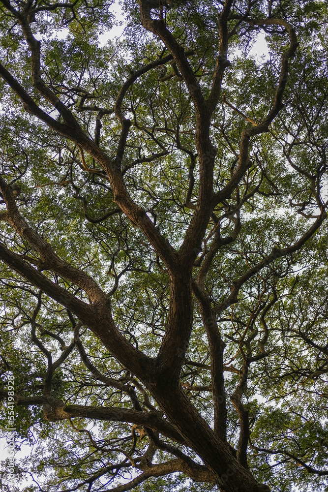 a large tree with dense branches and leaves, tree in the park a large tree with dense branches and leaves, tree in the park