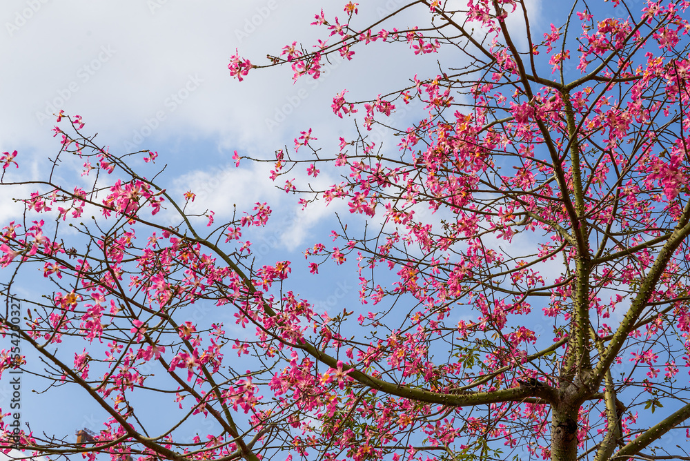 A lush and beautiful kapok tree without leaves and full of flowers A lush and beautiful kapok tree without leaves and full of flowers
