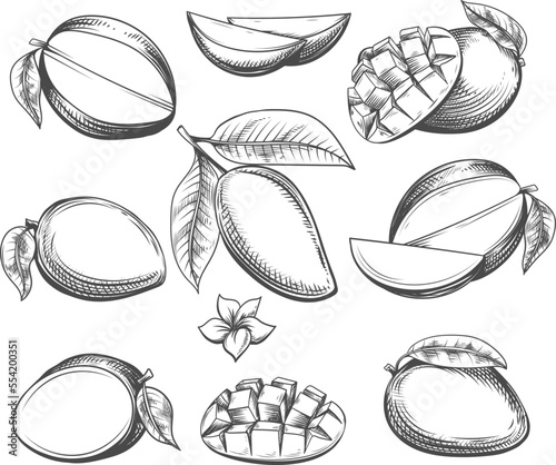 Mango fruits engraving