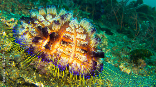 Sea Urchin, Variable Fire Urchin, Asthenosoma varium, Lembeh, North Sulawesi, Indonesia, Asia © Al Carrera