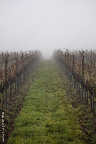 winter  vineyards rows