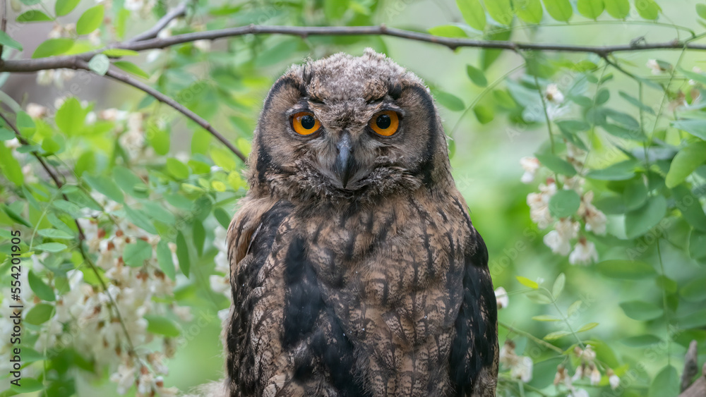 수리부엉이, 어린 새, Eurasian Eagle Owl, young bird