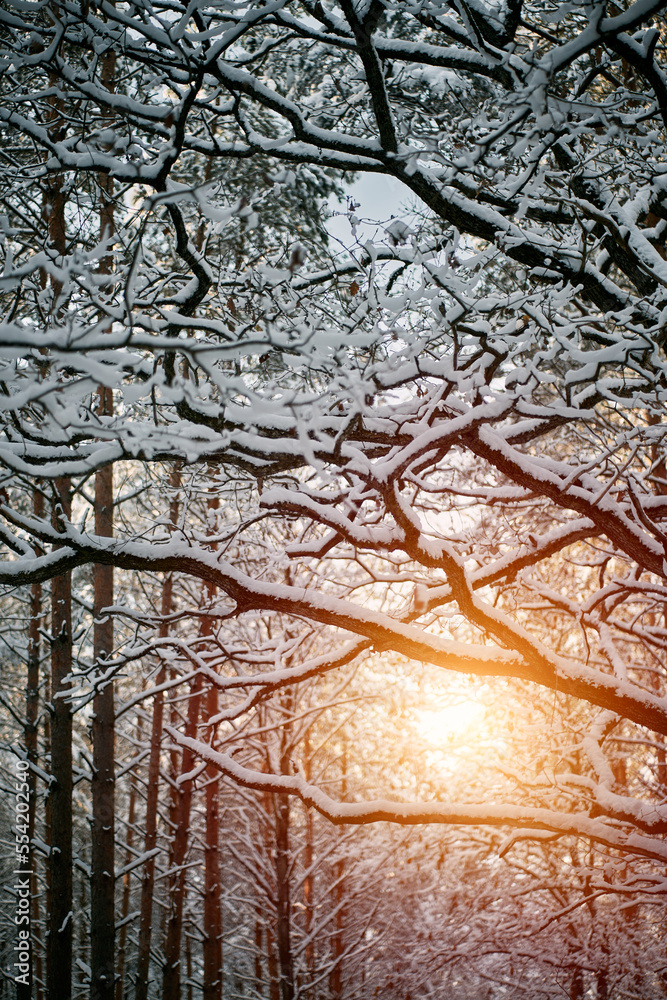 Winter forest ground angle view. Concept of natural christmas season wonderland. Winter forest ground angle view. Concept of natural christmas season wonderland.