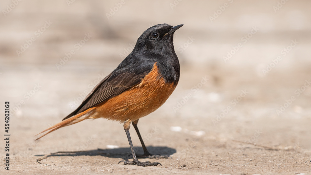 Black Redstart, 검은머리딱새 Black Redstart, 검은머리딱새
