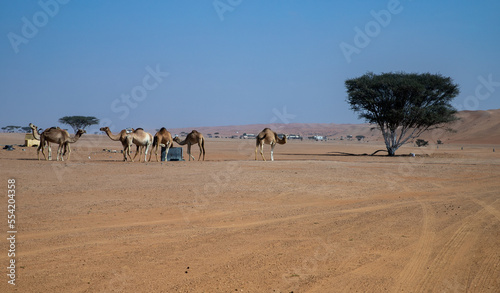 Wahiba Sands  desert of Oman