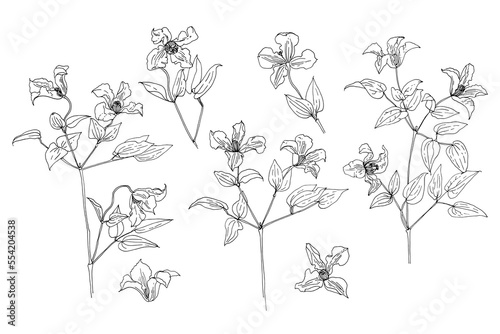Clematis flower Fine drawing flowers line black on a white background.