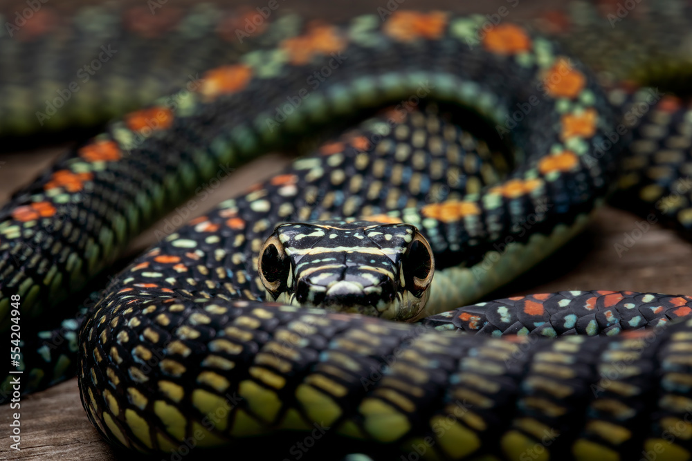 Naklejka premium Paradise Tree Snake or Paradise Flying Snake (Chrysopelea paradisi) is a species of snake found in Southeastern Asia.