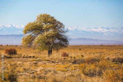 Altyn Emel National Park. Atumn tree in Kazakhstan photo