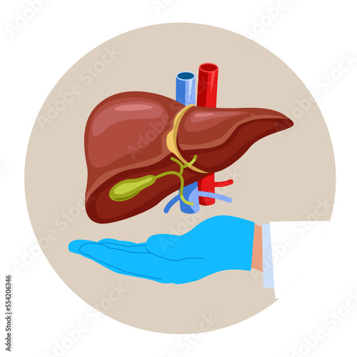 Anatomy structure hepatic system organ, digestive gallbladder organ. Human liver for medical drugs, pharmacy and education design. Flat modern vector illustration