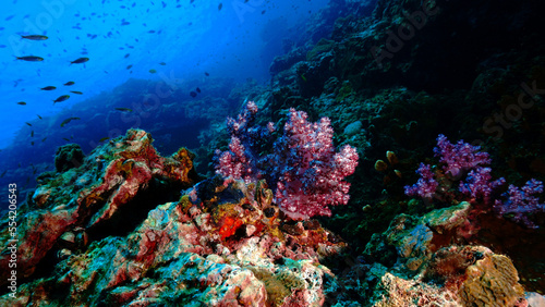 Underwater photo of a colorful soft coral reef