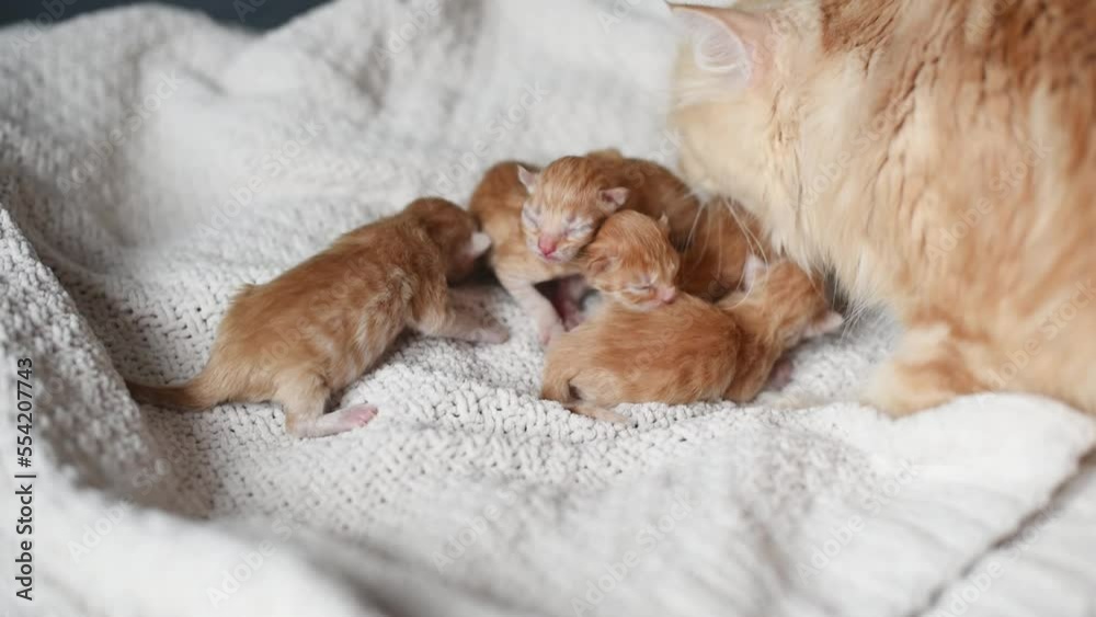 little baby cute kitten breastfeed mom cat little baby cute kitten breastfeed mom cat