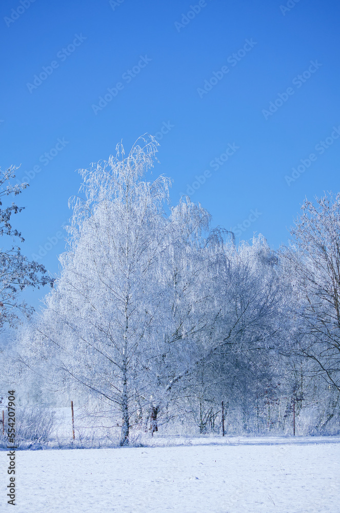 Winter landscape with icy, snowy birch trees on snow-covered field. Frosty landscape Winter landscape with icy, snowy birch trees on snow-covered field. Frosty landscape