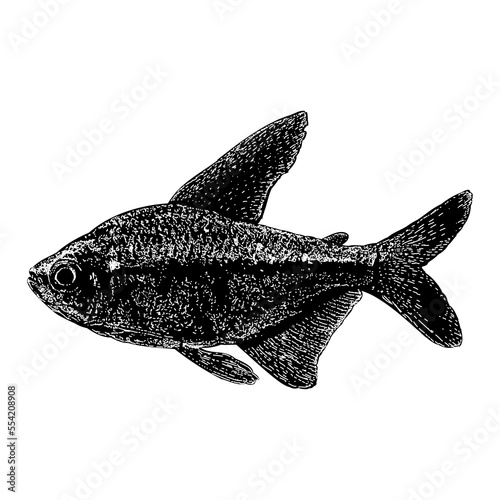 Tetra fish hand drawing vector illustration isolated on background.