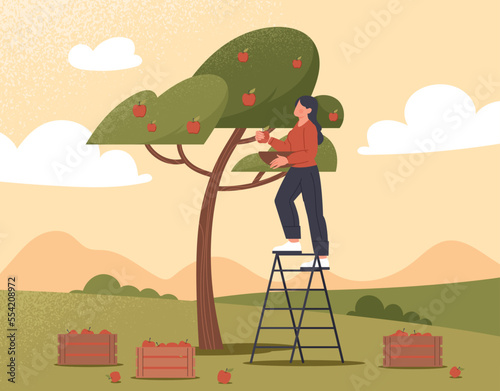 Seasonal agriculture work. Young girl on stairs near apple tree. Farming and agriculture, rural landscape. Woman picking fruits, natural and organic products. Cartoon flat vector illustration