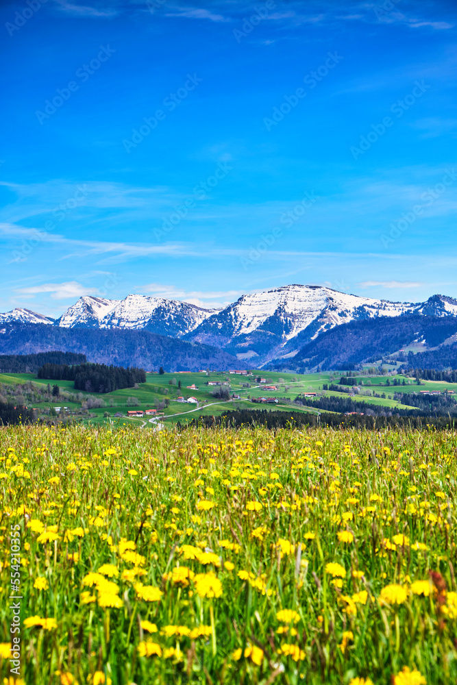 Landschaft im Allgäu, Bayern im Frühling mit Blumenwiesen, Berge und Gipfel mit Schnee