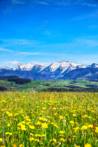 Landschaft im Allgäu, Bayern im Frühling mit Blumenwiesen, Berge und Gipfel mit Schnee