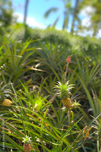 Baby pineapples in the sun