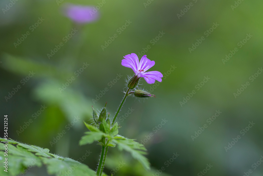 herb-Robert (Geranium robertianum) macro in the natural environment. herb-Robert (Geranium robertianum) macro in the natural environment.