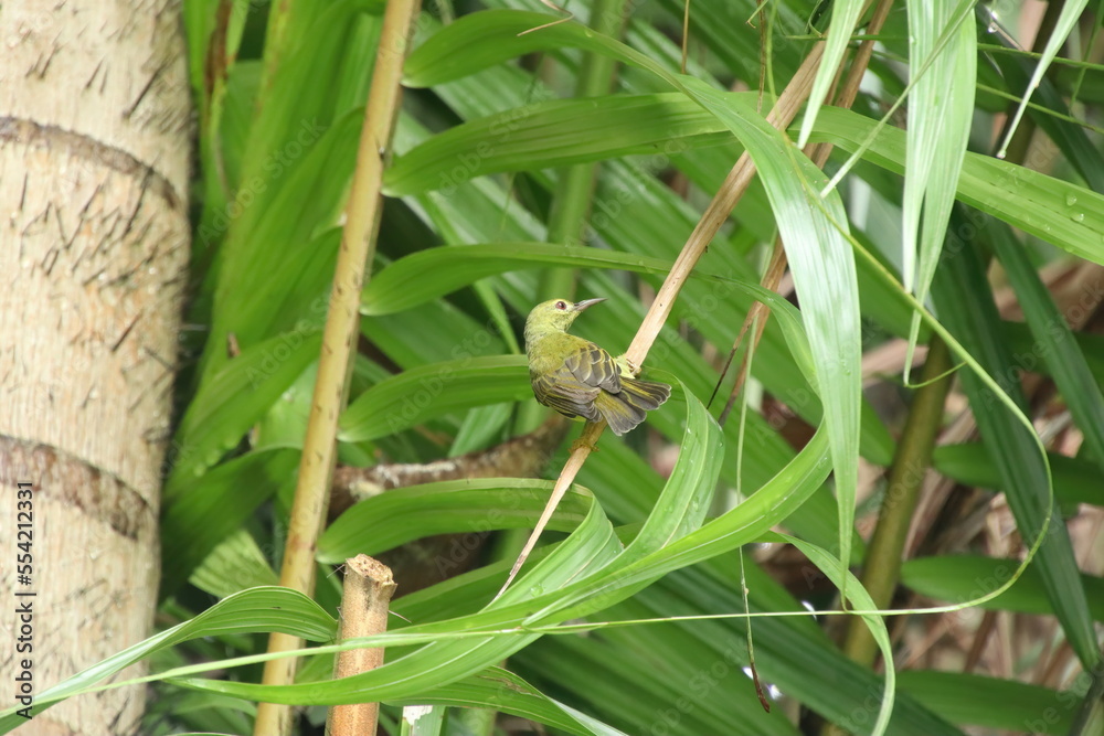 Brown Throated Sunbird on the tree tops Brown Throated Sunbird on the tree tops