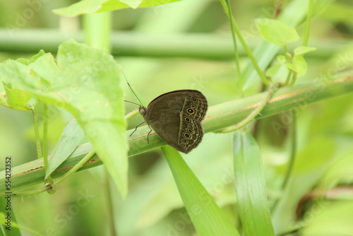 Bush Brown Butterfly on a blade of grass leaf photo