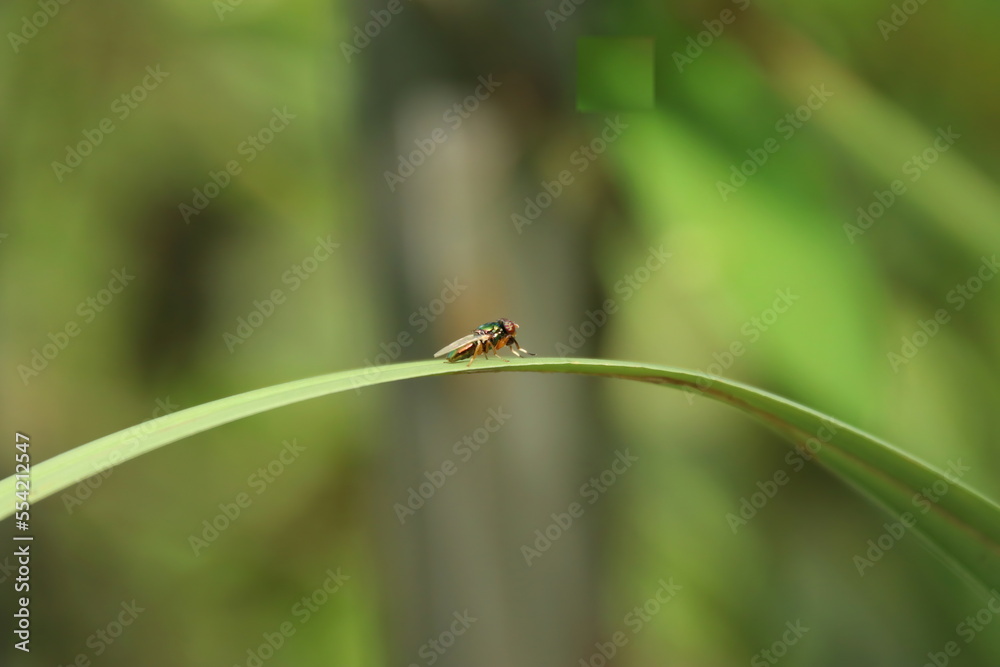 Insects living in a nature park reserve mangrove Insects living in a nature park reserve mangrove