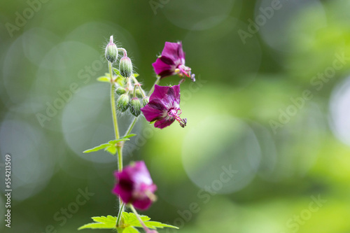 dusky crane's-bill (Geranium phaeum), mourning widow or black widow, is a herbaceous plant species in the family Geraniaceae. photo