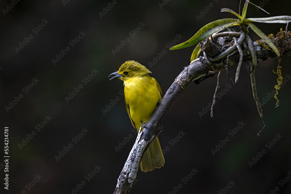 Yellow Browed Bulbul Yellow Browed Bulbul