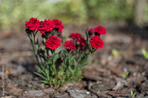Carnation Flower in the graden. A bush of red carnations in a flower garden. carnations flowers on a green background.