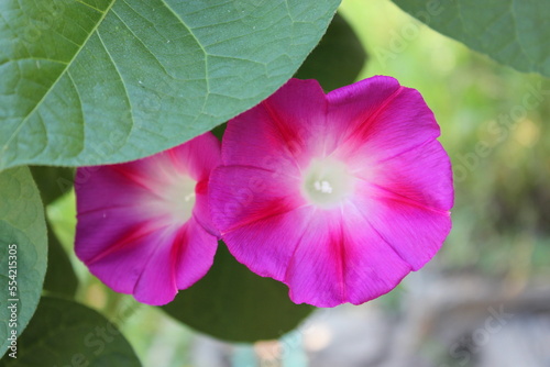 Tableau sur toile Multicolored flowers of morning glory in the city garden