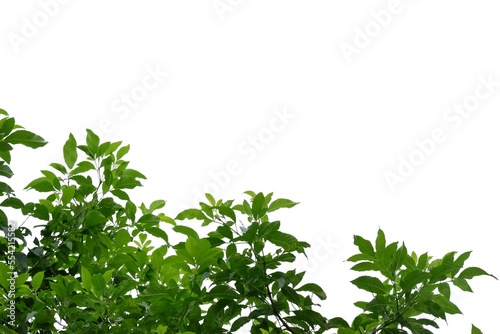 Fototapeta Naklejka Na Ścianę i Meble -  Tropical tree with leaves branches on white isolated background for green foliage backdrop 