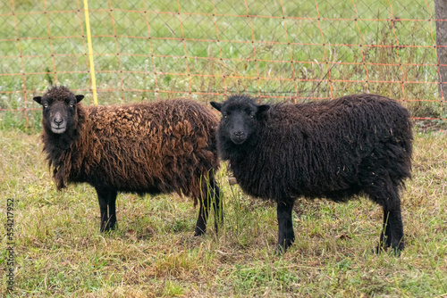 Obraz na plátně Zwergschafe Bock Lamm Farm