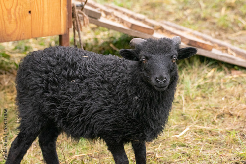 Принти на полотні Zwergschafe Bock Lamm Farm