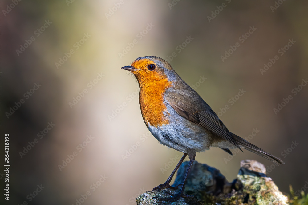 European robin
Erithacus rubecula
Vörösbegy European robin
Erithacus rubecula
Vörösbegy